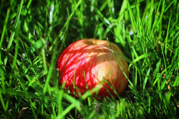 Август яблоки на траве