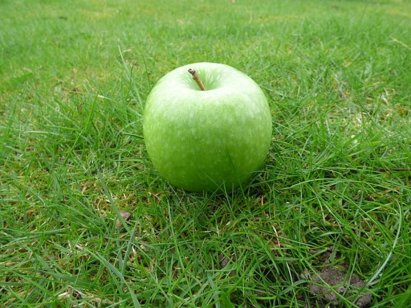 Зеленое яблоко на траве
