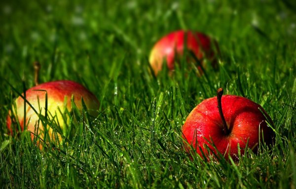 Яблоки на траве