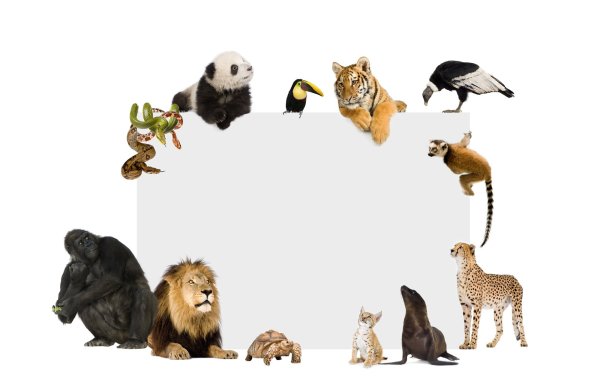 Изображения для фона презентации с животными