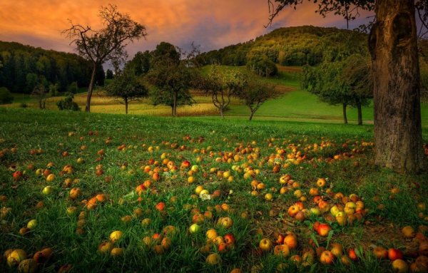 Яблоневый сад на закате