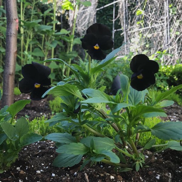 Фон сада с черными цветами
