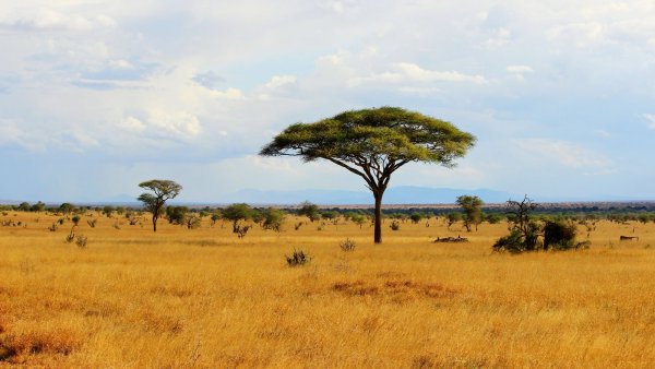 Африка панорама природы