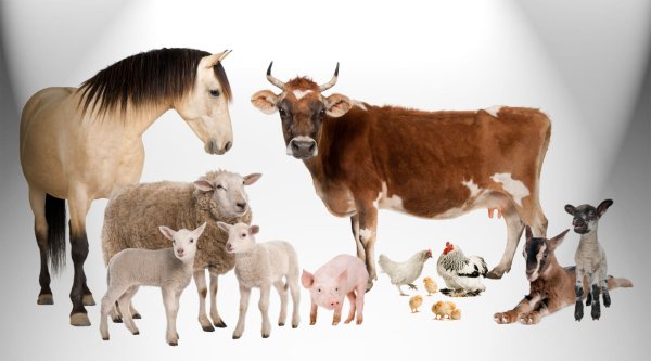 Домашние сельскохозяйственные животные