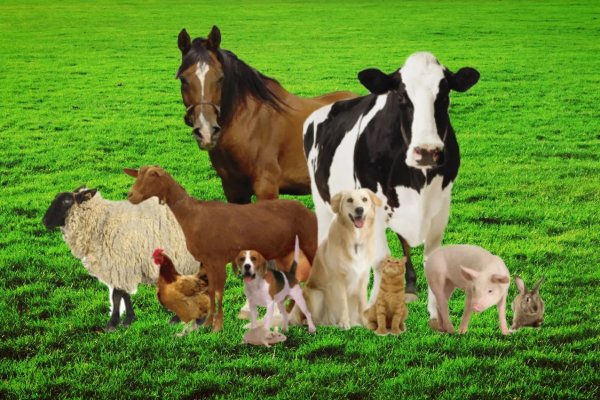 Ветеринария сельскохозяйственных животных