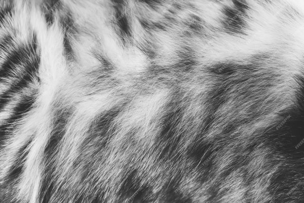 Шерсть кот полосатый текстура