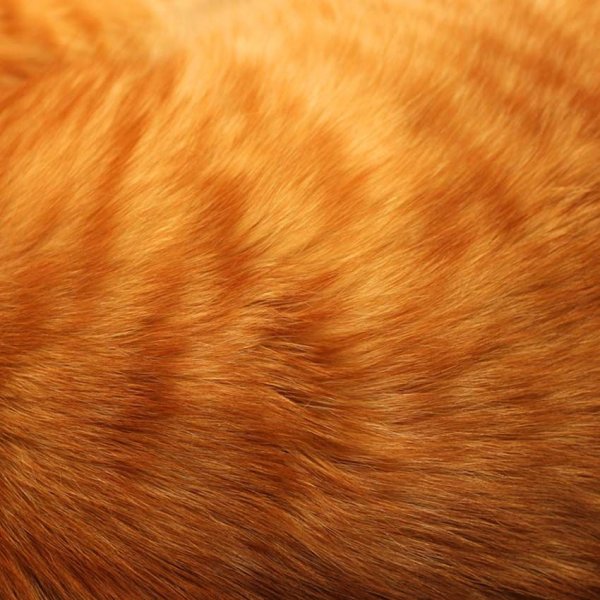 Кошачья шерсть текстура