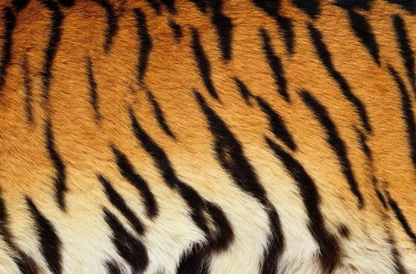 Тигровый фон