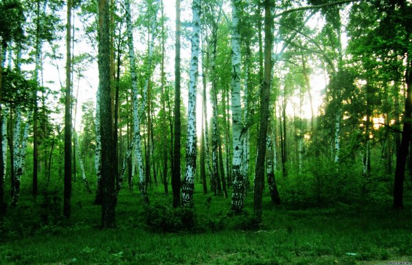 Фон широколиственных лесов