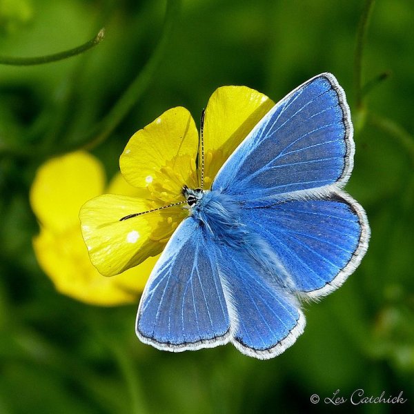 Сине желтая бабочка