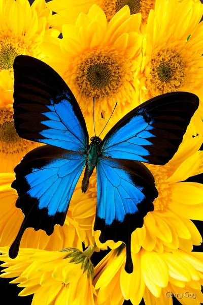 Синяя бабочка