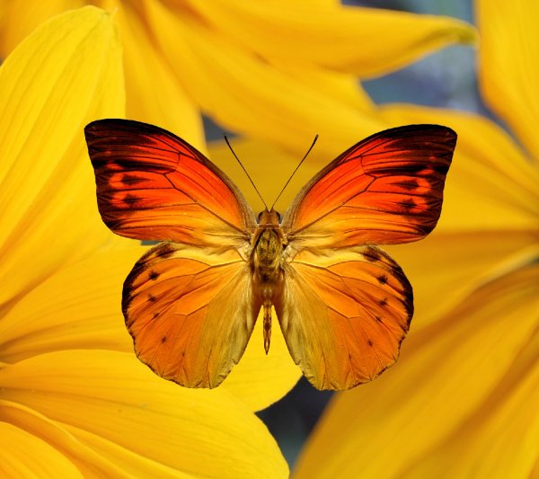 Бабочки оранжевого цвета
