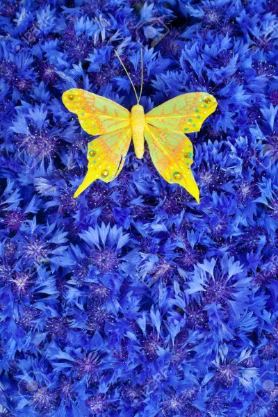 Сине желтая бабочка