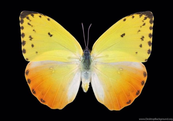 Бабочка желтушка Полярная