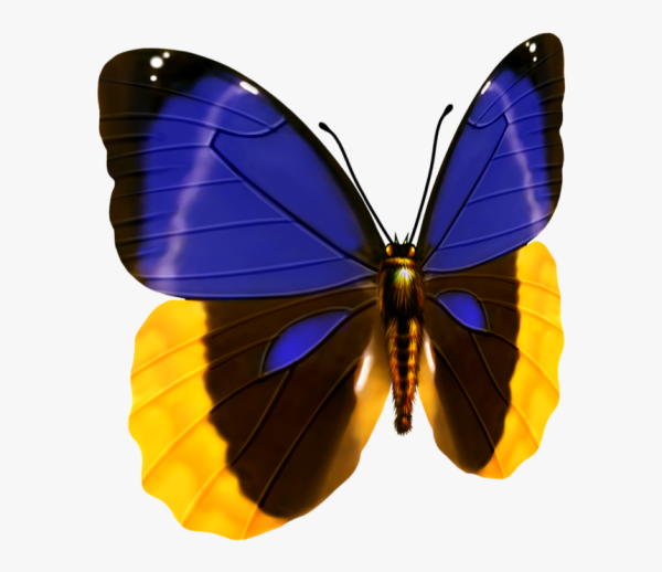 Желтые бабочки для печати