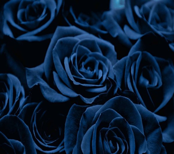 Фон синие розы