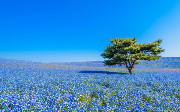 Парк Хитачи голубые поля Япония