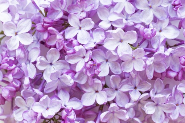 Фиолетовые цветы