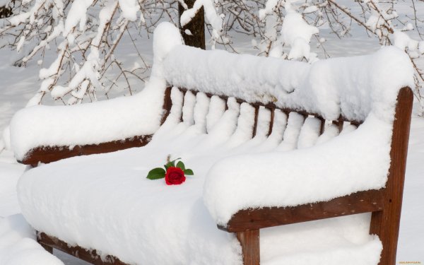 Скамейка в зимнем саду