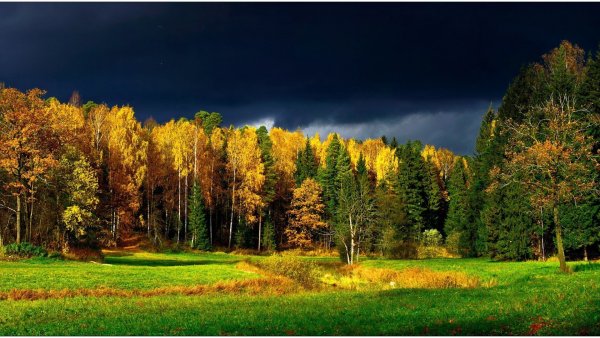Смешанный лес в Финляндии