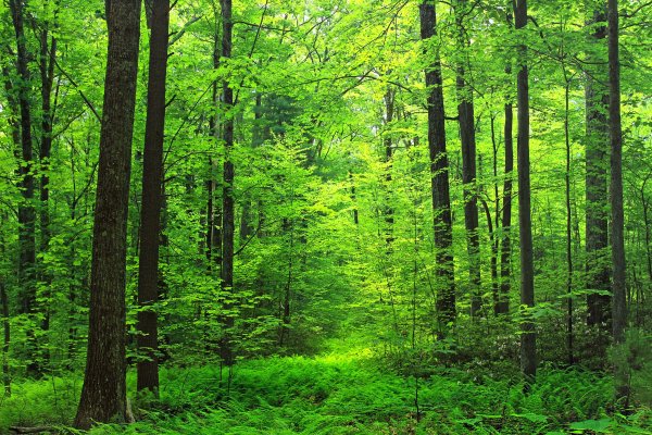Леса России широколиственные леса
