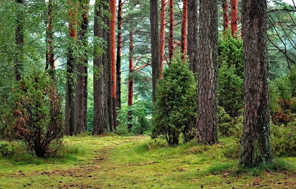 Сосново широколиственные леса
