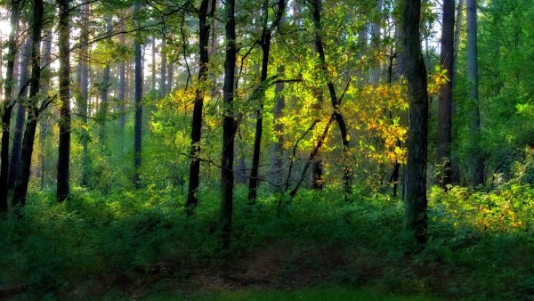 Широколиственные леса Щелковского района