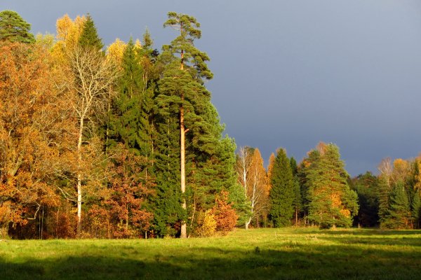 Смешанных хвойно-широколиственных лесов Ленинградской области