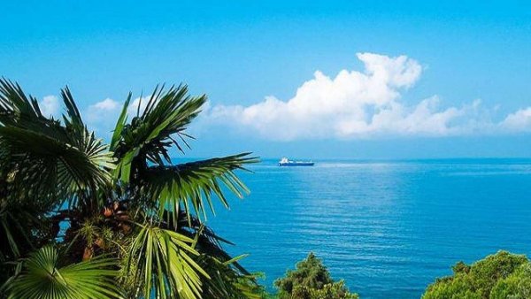 Абхазия черное море пальмы