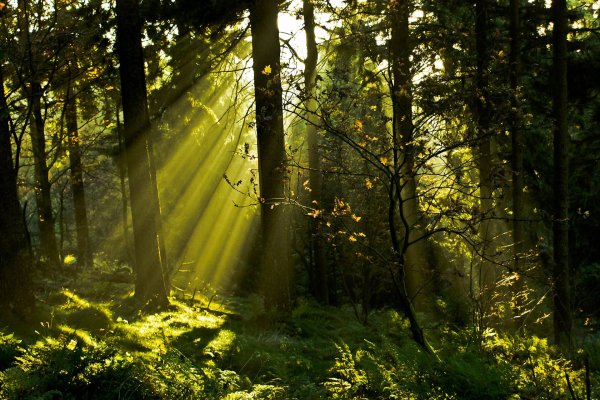 "Солнце в лесу"