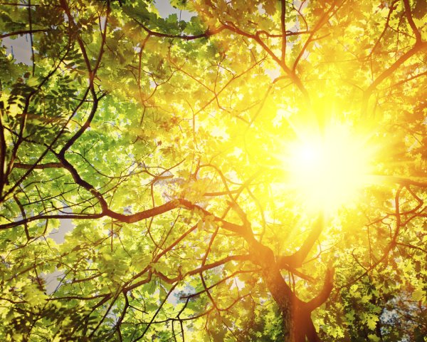Дерево в яркий Солнечный свет
