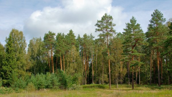 Сосновый лес Хабаровск
