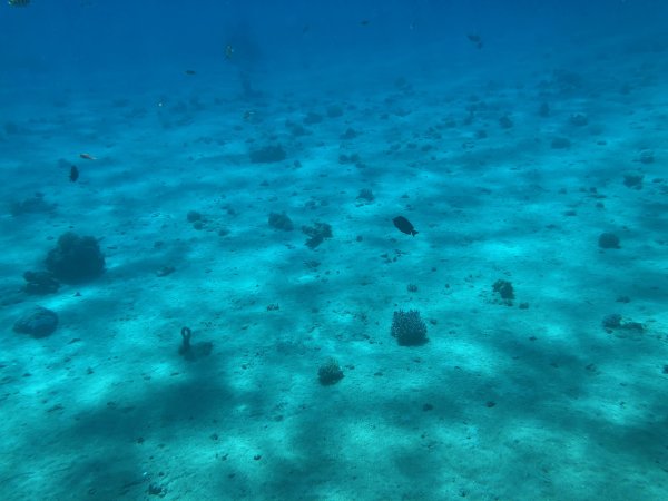 Планктон Средиземного моря