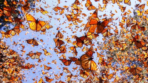 Спаривание бабочек монархов