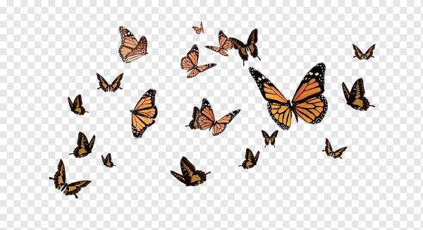 Несколько бабочек на прозрачном фоне