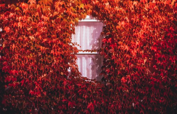 Красивая стена дома осень