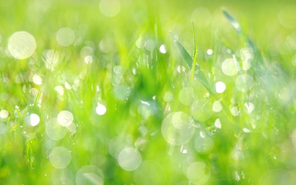 Фон светло зеленый трава