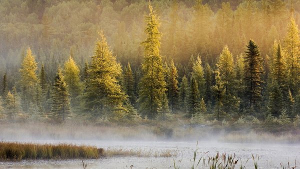Простор сибирской реки хвойный лес