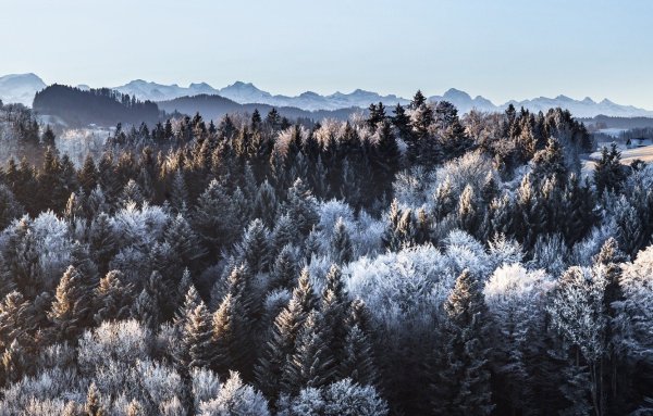 Зимний лес с высоты птичьего полета