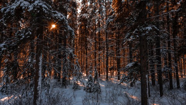 Дремучий заснеженный лес