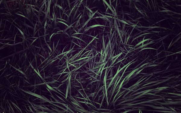 Темная трава вид сверху