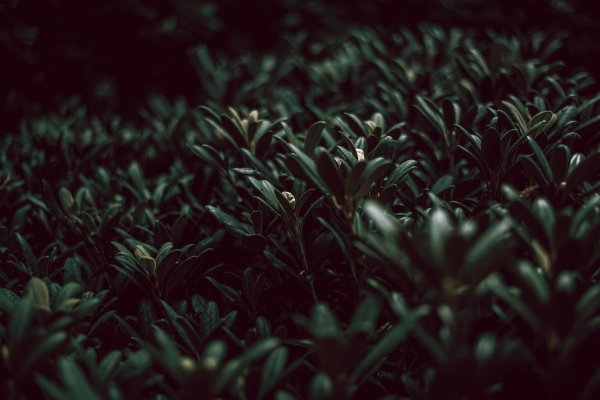 Темно зеленые растения