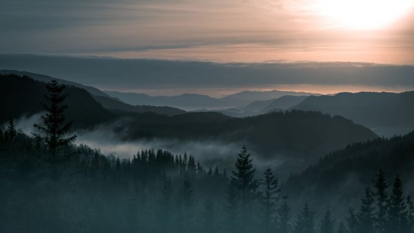 Норвегия горы лес туман 4к