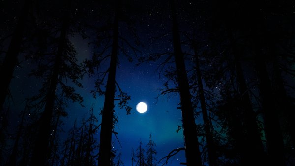 Фон темный лес ночью