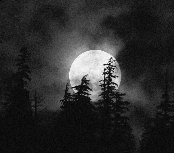 Фон темный лес с луной
