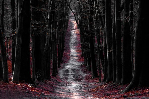 Фон темный лес страшный