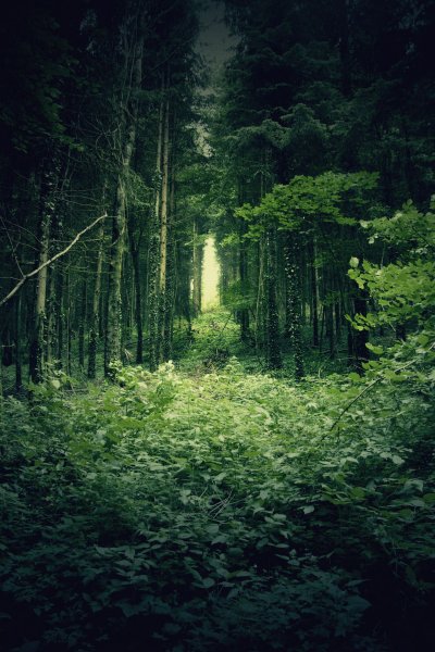 Фон темный лес вертикальный