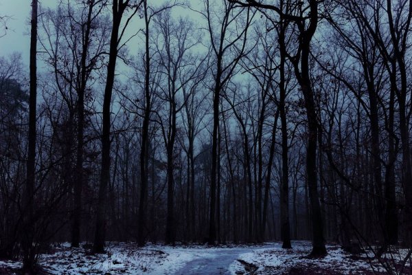 Темный зимний лес