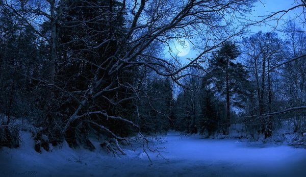 Лес зимой ночью