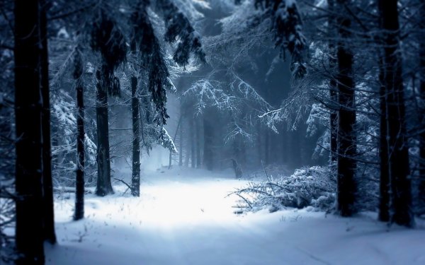 Зимний лес ночью
